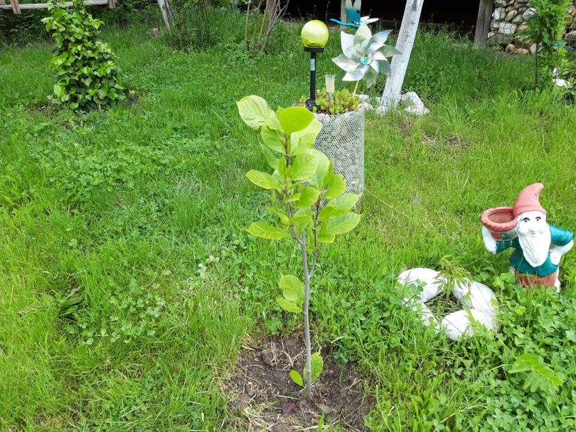 Nigra - magnoliile mele