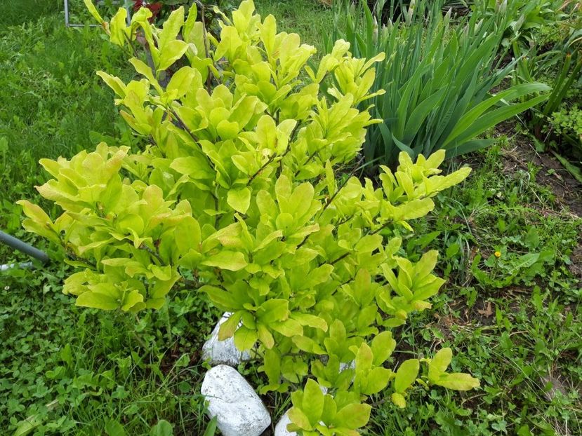 Stellata rosea - magnoliile mele