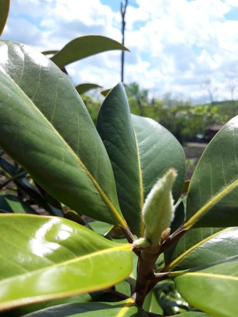  - magnoliile mele
