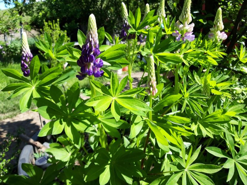 lupin - vara 2021
