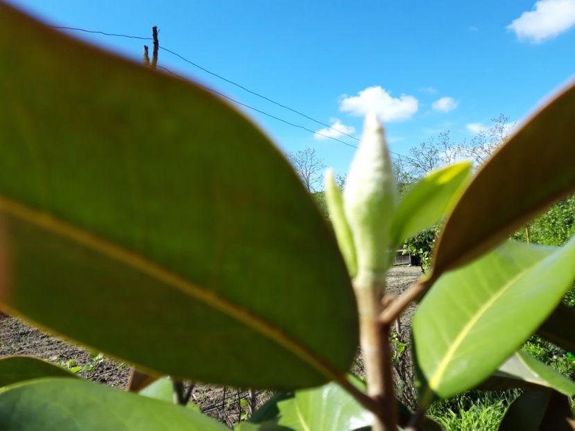 primul boboc de floare - vara 2021