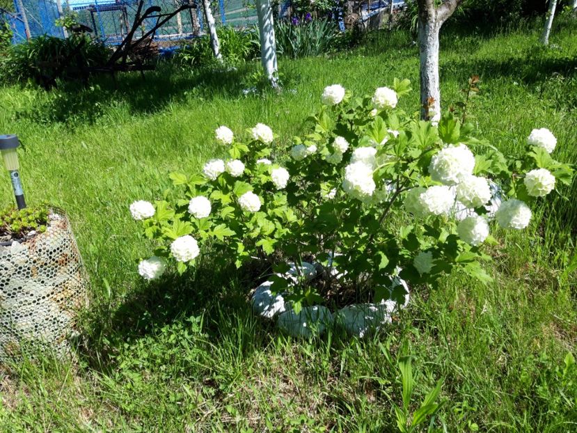 bulgare de zapada - vara 2021