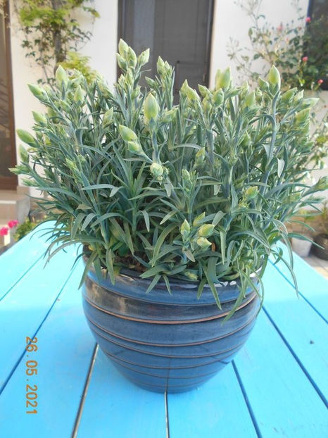 114431659_VNCSBKQ3 - Copy - 02 Primavara 2021