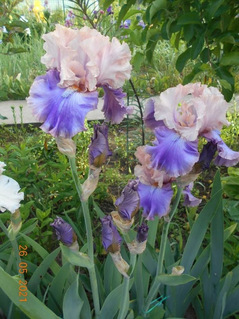 114431668_XYAEEQN3 - Copy - 02 Irisi 2021