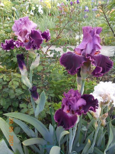 114431670_TAGDFEJ3 - Copy - 02 Primavara 2021