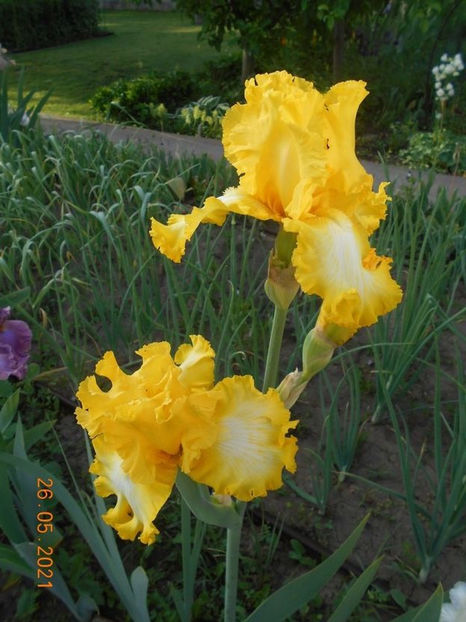 114431681_ZXYNBUN3 - Copy - 02 Irisi 2021
