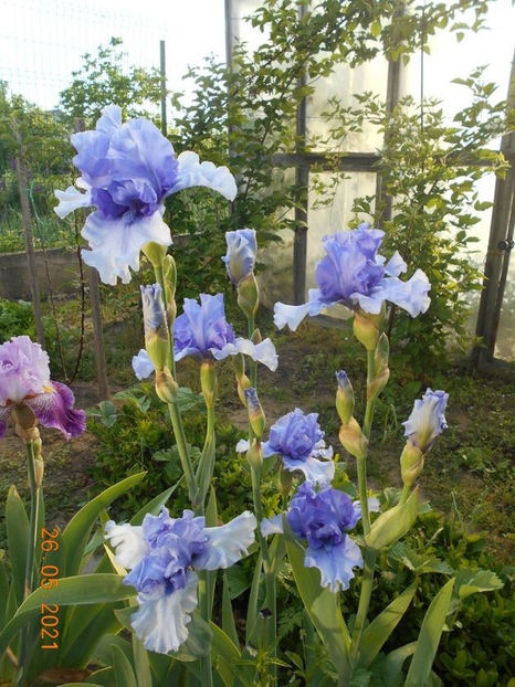 114431689_DVHTXQF - Copy - 02 Primavara 2021