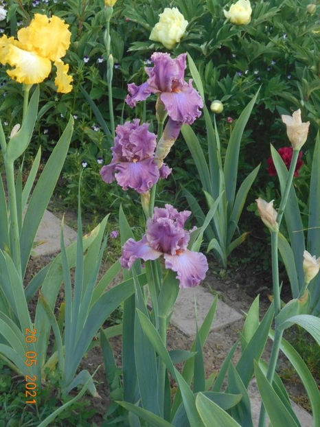 114431692_EOKFBTU - Copy - 02 Primavara 2021