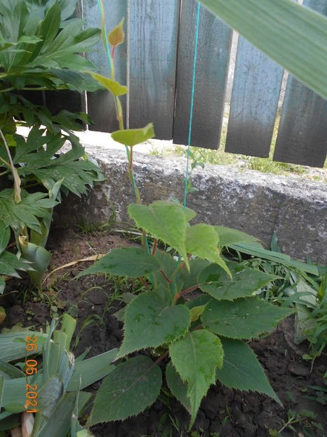 kiwi - 02 Gradina de legume 2021