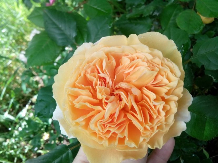  - Crown Princess Margareta