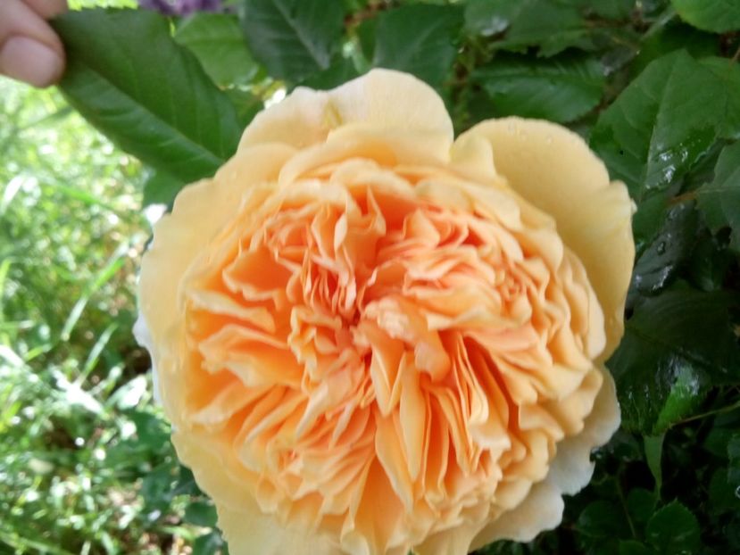  - Crown Princess Margareta