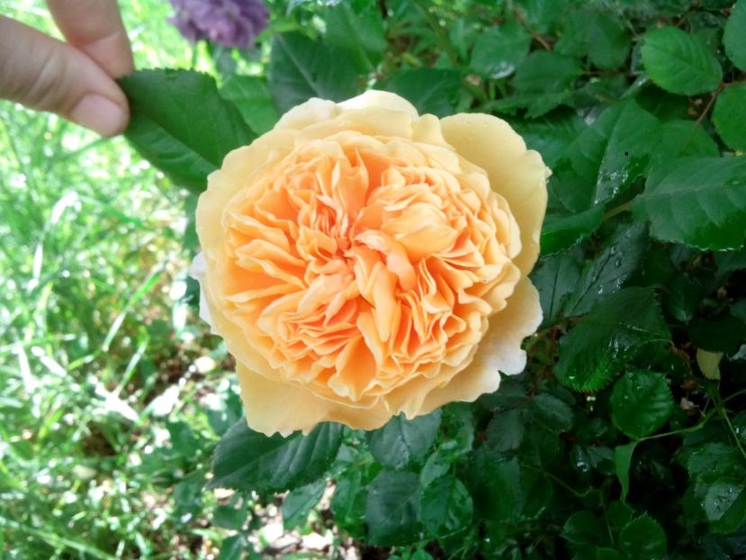  - Crown Princess Margareta