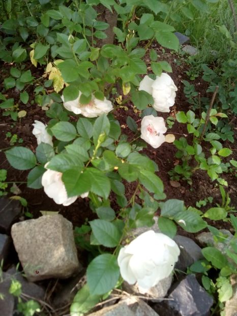  - Jacqueline du Pre