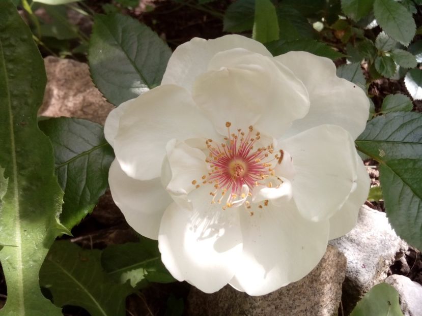  - Jacqueline du Pre
