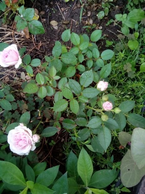 Roz bombon - Miniroza roz două soiuri