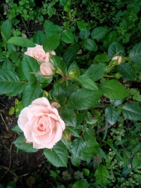Roz somon - Miniroza roz două soiuri