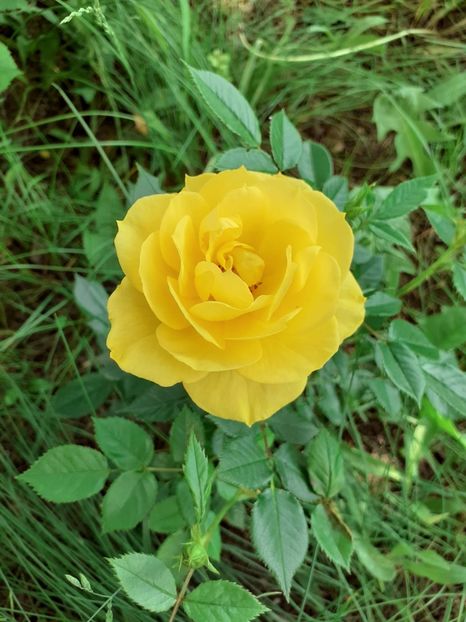 IMG-20210524-WA0008 - Sun hit