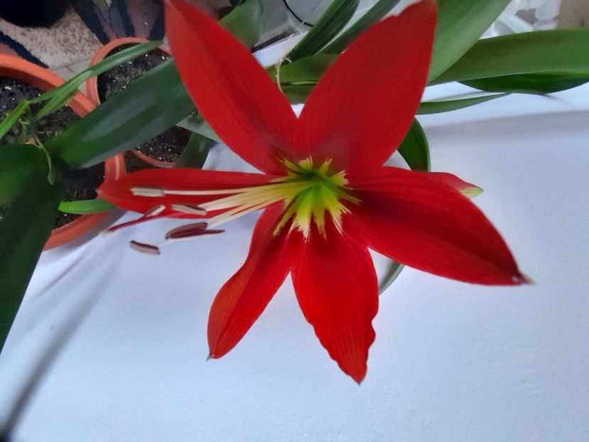  - Amaryllis Red Beauty