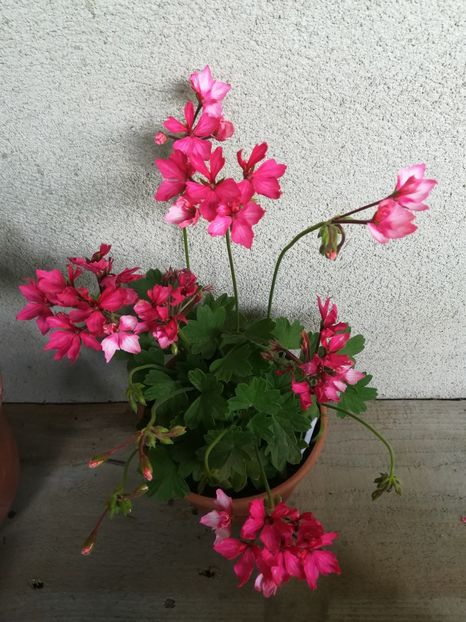 Fireworks Bicolor - A-Muscate 2021