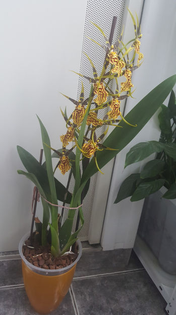 banfieldara "mystic maze" - Orhidee_4_simpodiale cu pseudobulbi