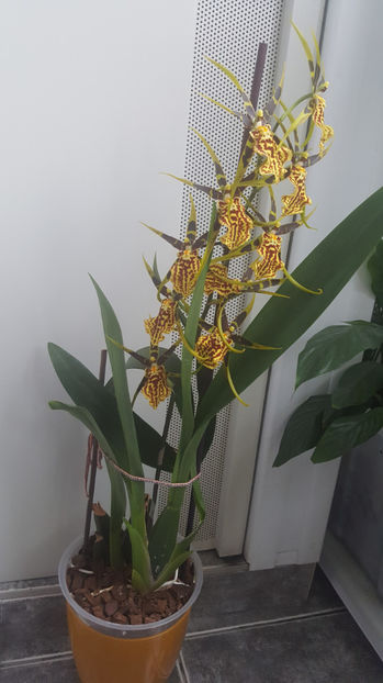 banfieldara "mystic maze" - Orhidee_4_simpodiale cu pseudobulbi