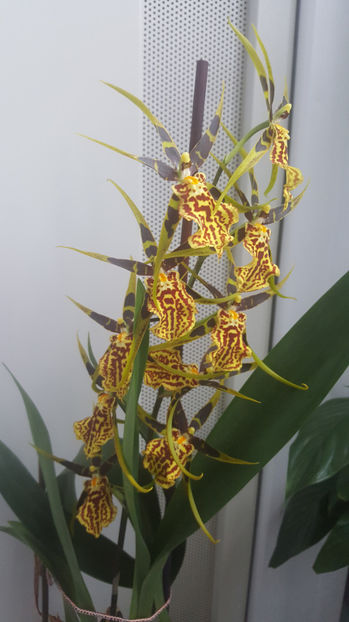 banfieldara "mystic maze" - Orhidee_4_simpodiale cu pseudobulbi