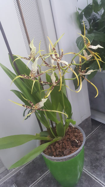 brassia "toscane" - Orhidee_4_simpodiale cu pseudobulbi