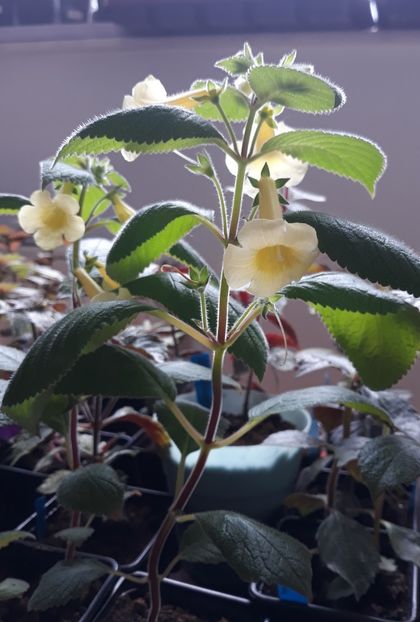  - 0001 2022 - MM s Andul