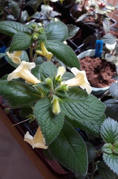  - 0001 2022 - MM s Andul