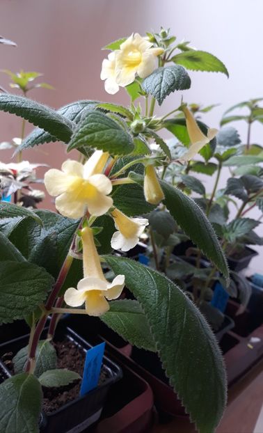  - 0001 2022 - MM s Andul