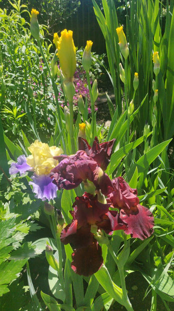 iris germanica mix - Gradina si terasa PrimaLuce_8-Hello 2021