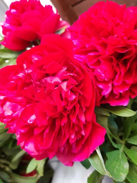  - Flori Primavarã -Varã 2021