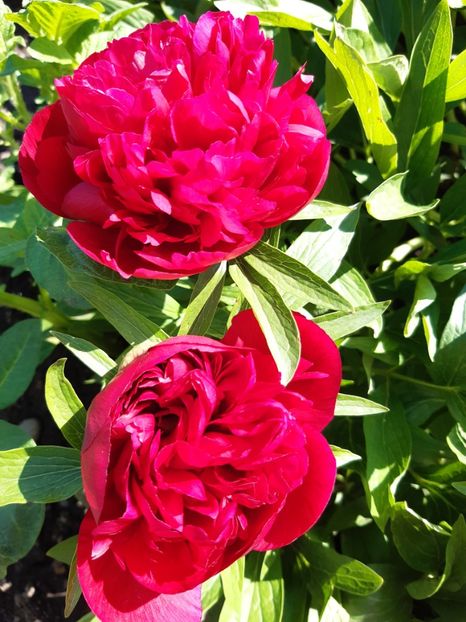  - Flori Primavarã -Varã 2021