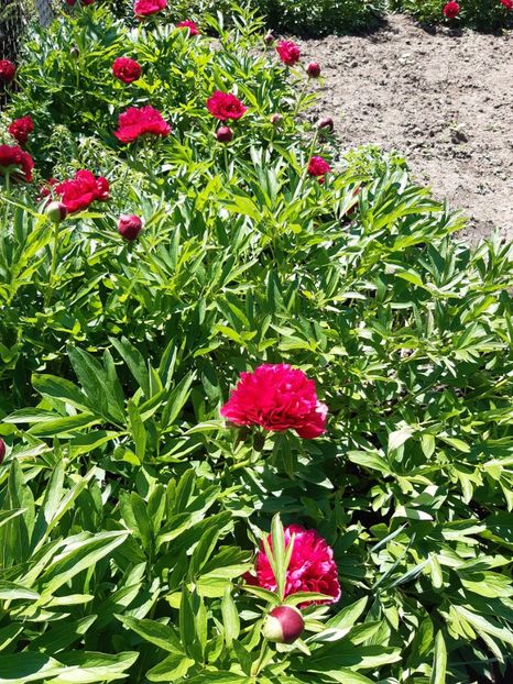  - Flori Primavarã -Varã 2021