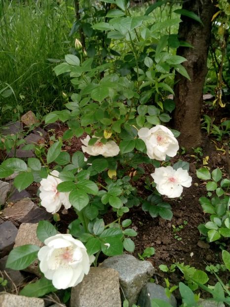  - Jacqueline du Pre