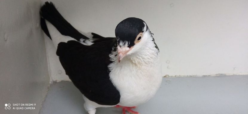  - jucatori de galati pe negru