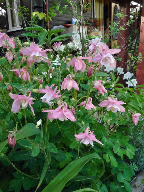  - 2021 - 01 - Primavara