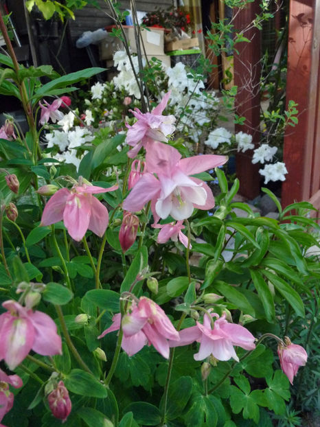  - 2021 - 01 - Primavara