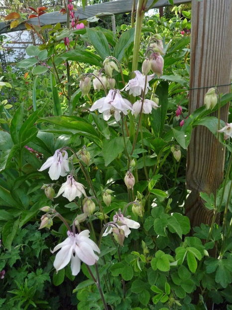  - 2021 - 01 - Primavara