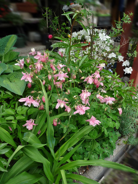  - 2021 - 01 - Primavara