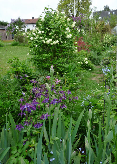  - 2021 - 01 - Primavara