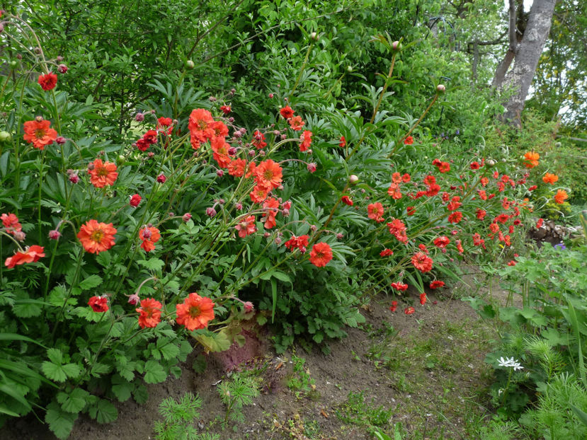  - 2021 - 01 - Primavara