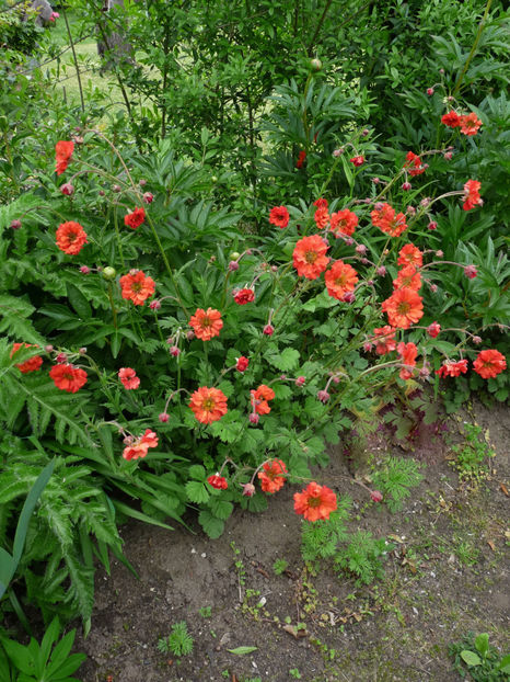  - 2021 - 01 - Primavara