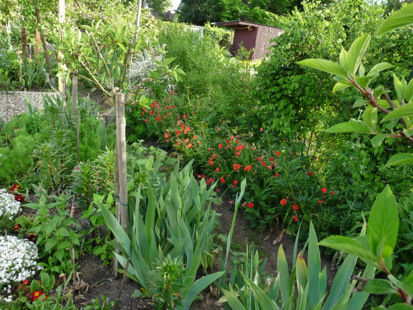  - 2021 - 01 - Primavara