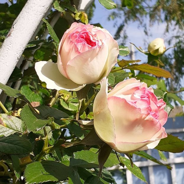 26 05 2021 - Eden Rose 2021