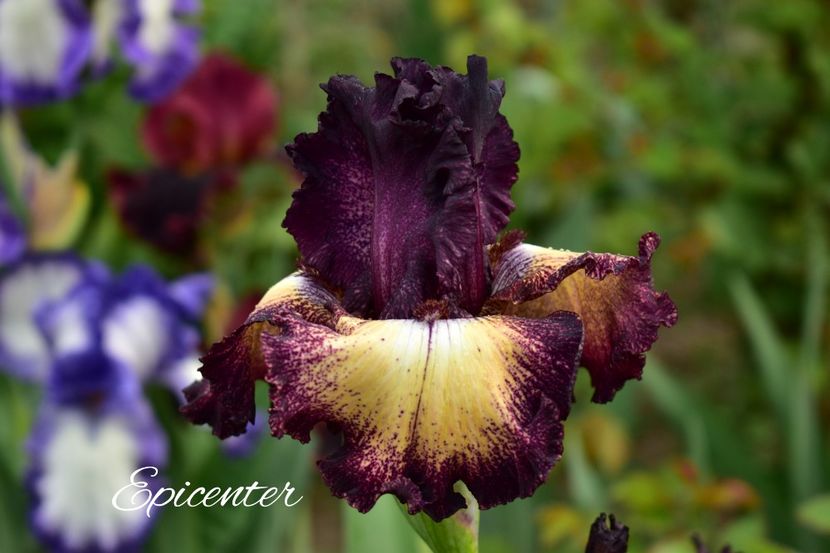 AddText_05-26-02.19.26 - Iriși 2021