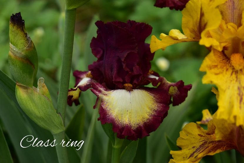 AddText_05-26-02.16.16 - Iriși 2021