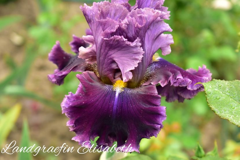 AddText_05-26-02.15.04 - Iriși 2021