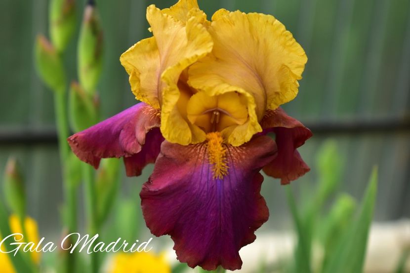 AddText_05-26-02.12.23 - Iriși 2021