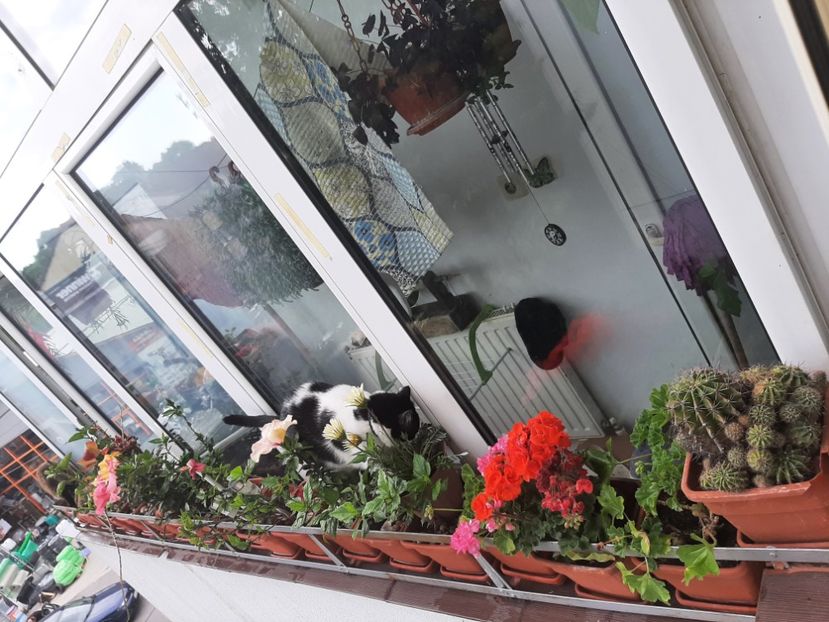  - Florile mele în mai 2021